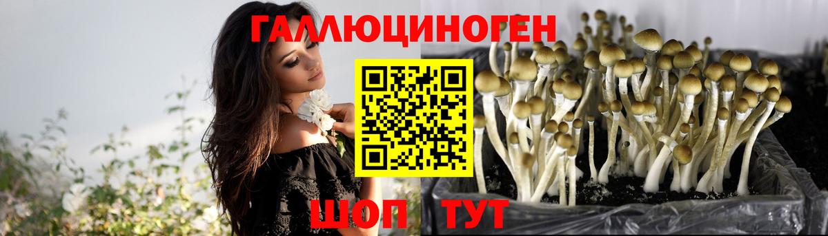 Псилоцибиновые грибы Psilocybe Ишим